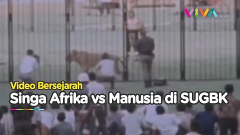 MENCEKAM! VIDEO Lawas Manusia vs Singa Afrika di SUGBK