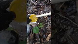 Maravilha da natureza nascente de água #shorts