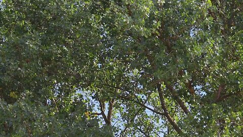 Sounds of Leaves Rustling in the Trees for Meditation, Relaxation, Study and Deep Sleep
