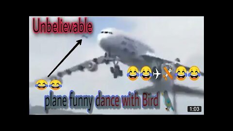 plane funny dance with bird