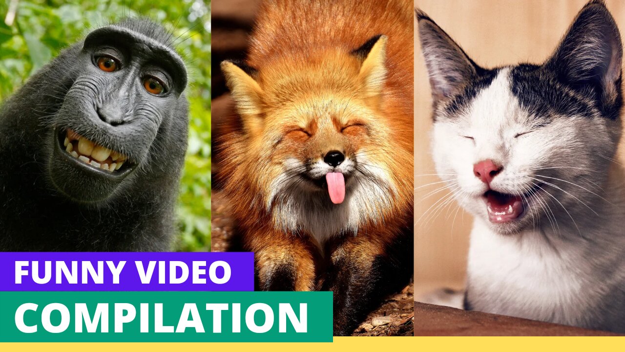 animal love with people | animal wildlife |