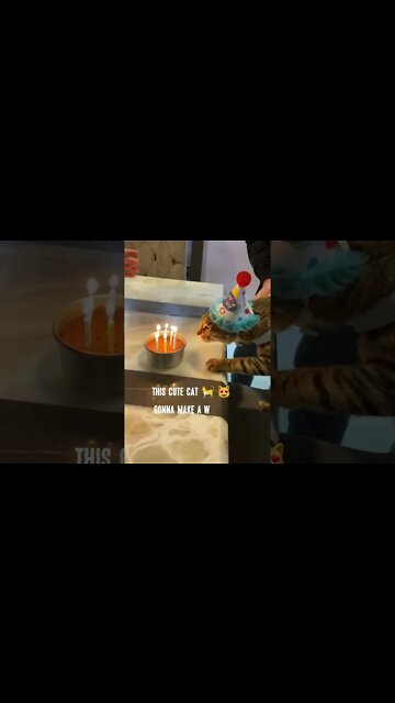 Cute Cat celebrating her birthday 🎂 🥳 #cat #cute