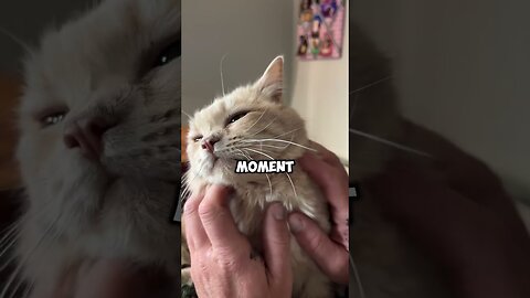 What does your cat think when you kiss her?