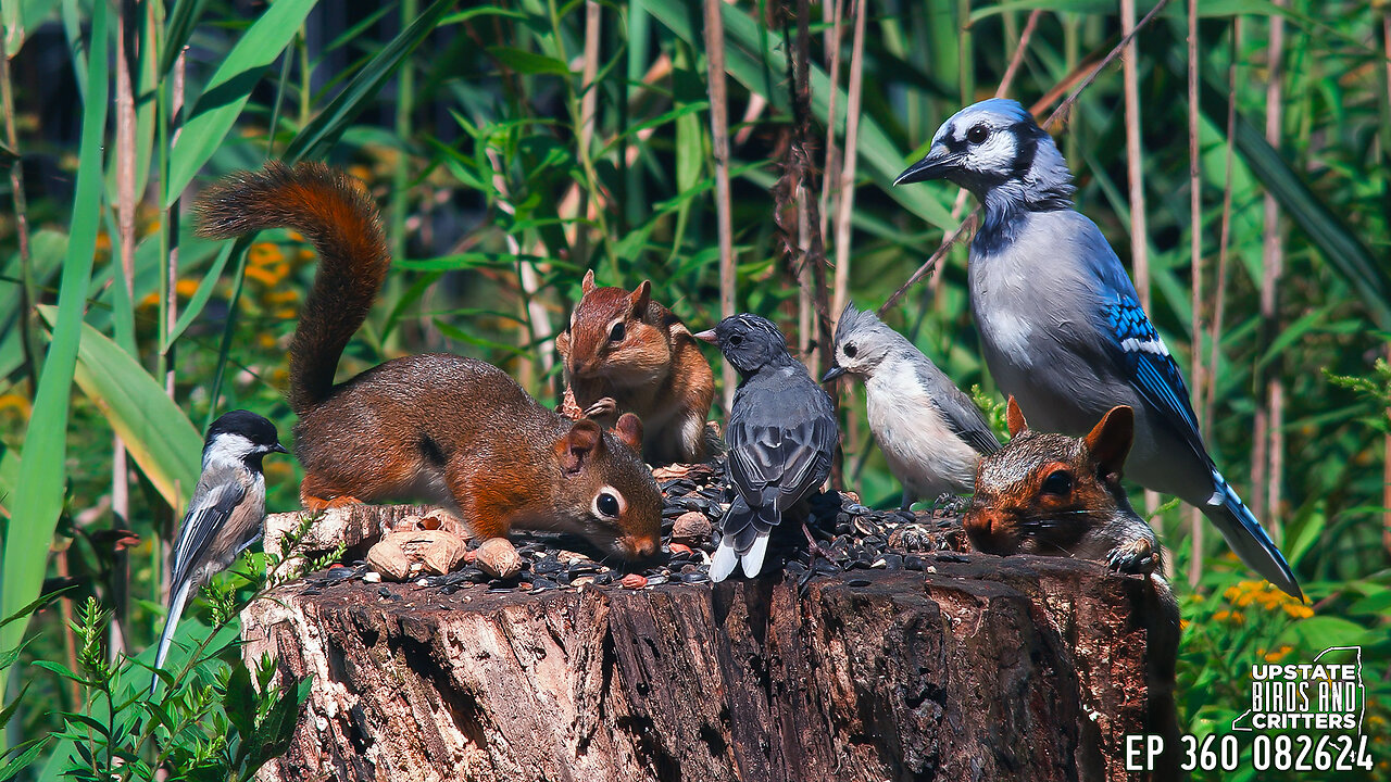 Upstate Birds And Critters: Ep 360 — 082624 Cat TV Dog TV