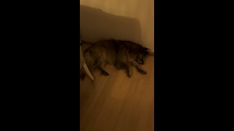 Doggy dreaming about walking🐕🥰
