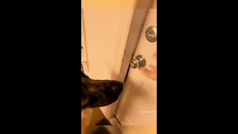 funny animals