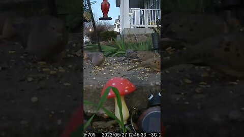 Lots Of Doves #Shorts 🌻