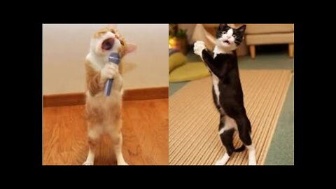 😂Funniest🐶Dogs and 😻Cats-Awesome Funny pets life videos😇