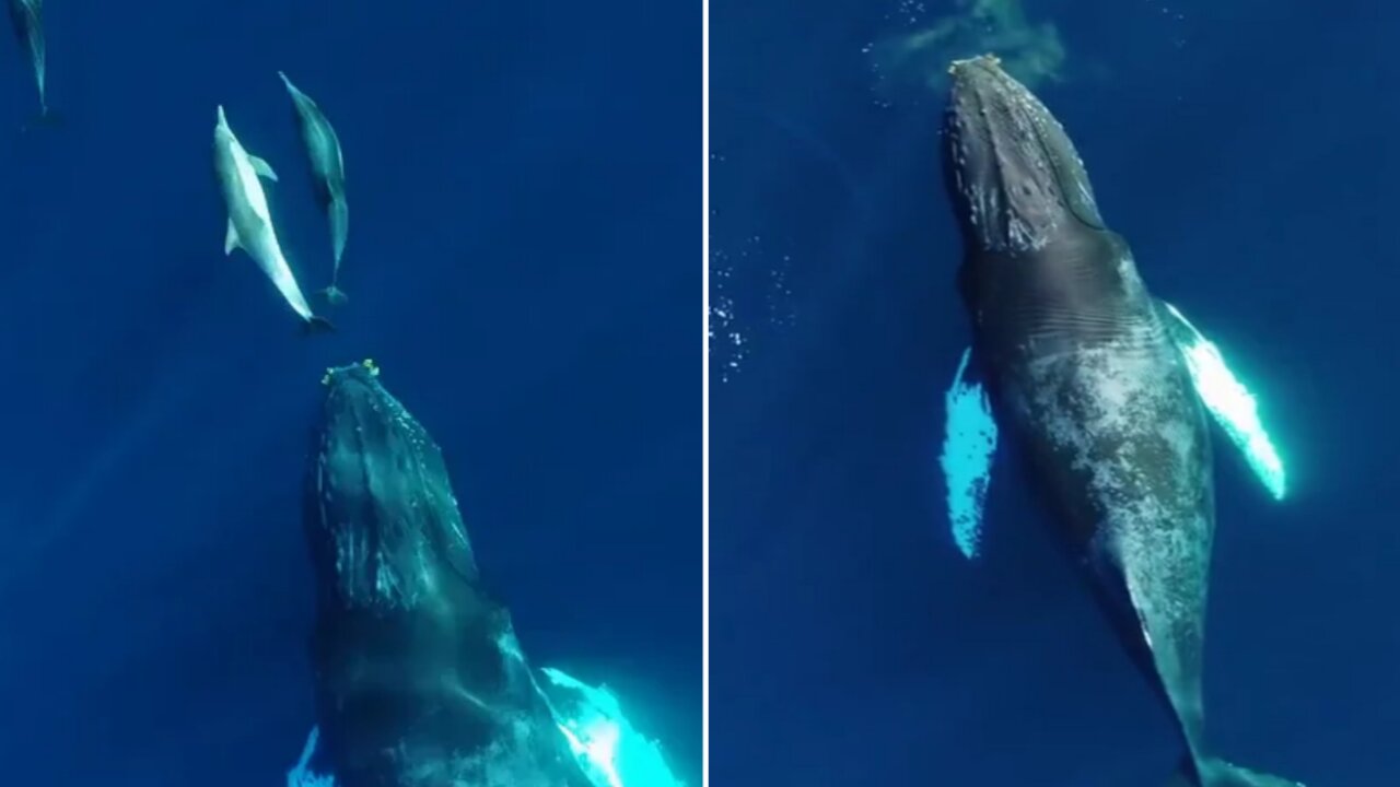 Mysterious beautiful humpback whale singing