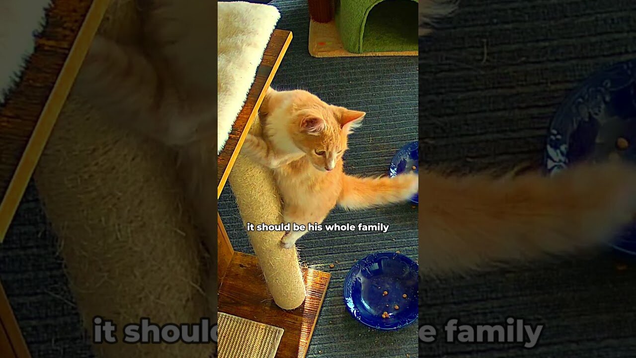 Orange cat.