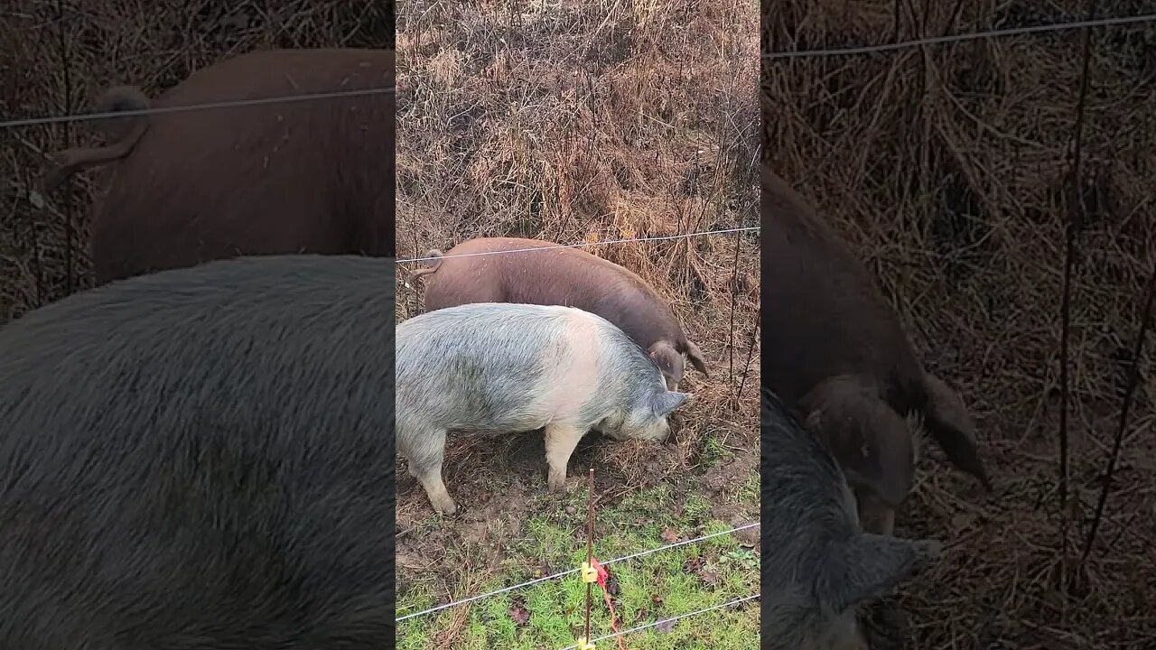 Pigs at dawn @UncleTimsFarm #kärnəvór