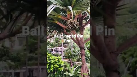 Pin Fruit - Don’t Eat it..🤔😮