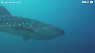 Un requin baleine aperçu au Mexique