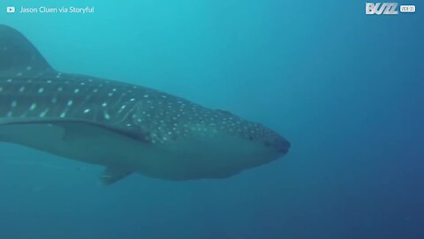 Un requin baleine aperçu au Mexique