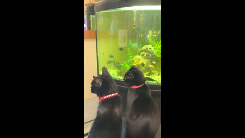 Cat heaven