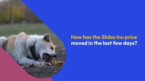 The big Shiba Inu forecast for the end of 2022: How high can the SHIB rise in the next few weeks?