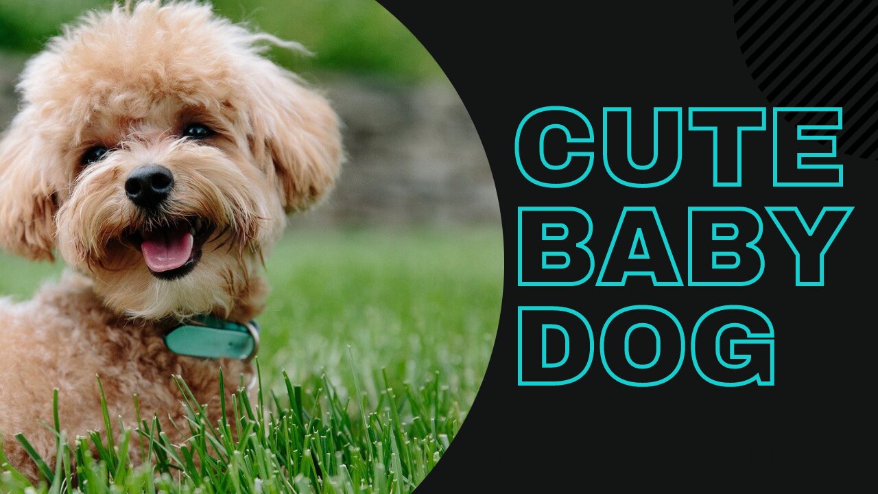 Cute baby dog