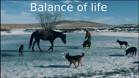 Harmony at the water hole