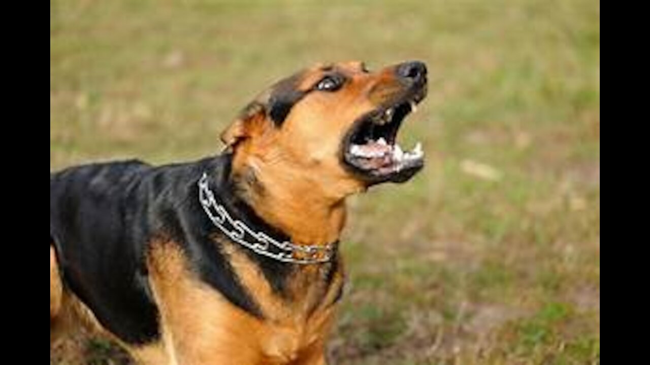 How To Create a Dog That Is Fully Aggressive With Few Simple Tips