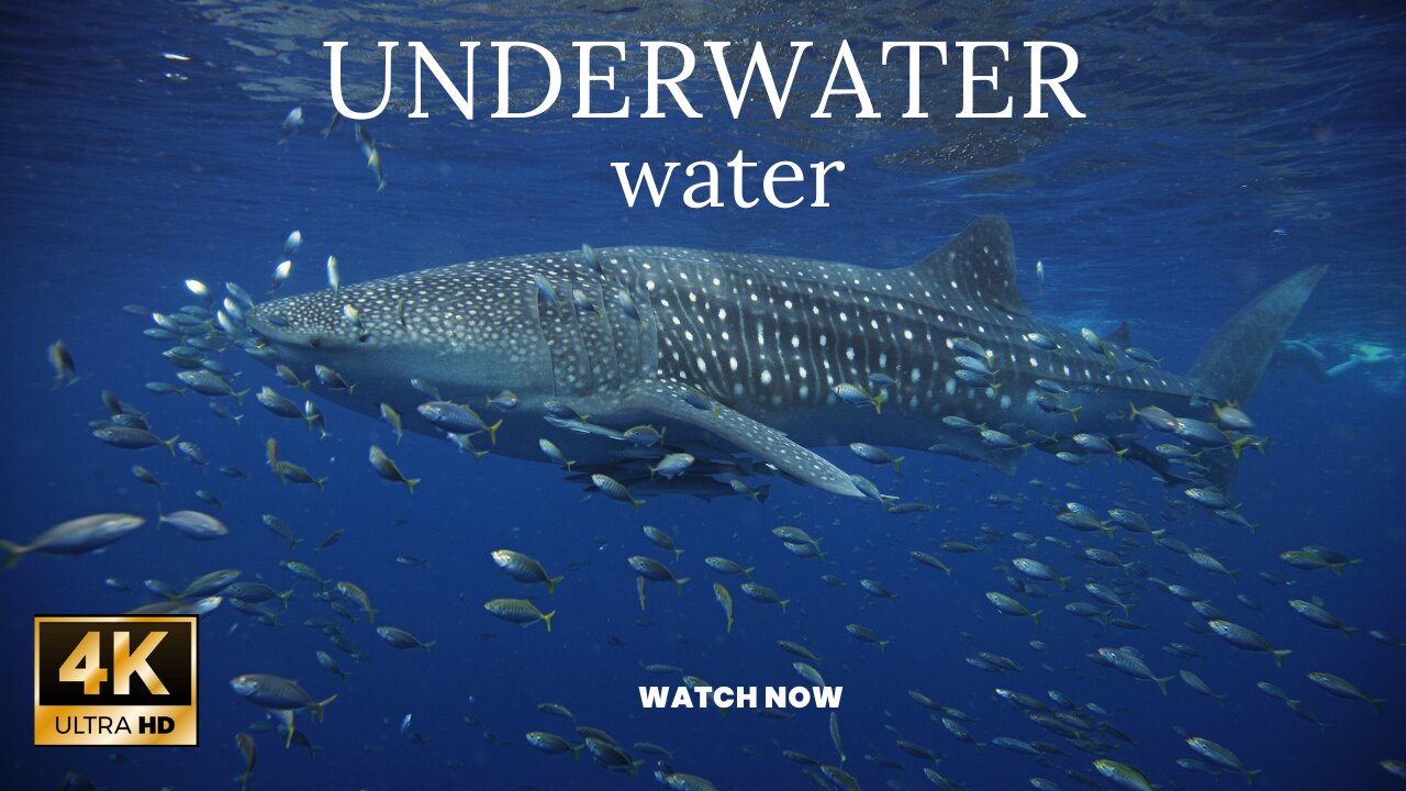 "Explore the Enchanting Beauty of Life Under the Sea" | Marine Life | Nature Documentary