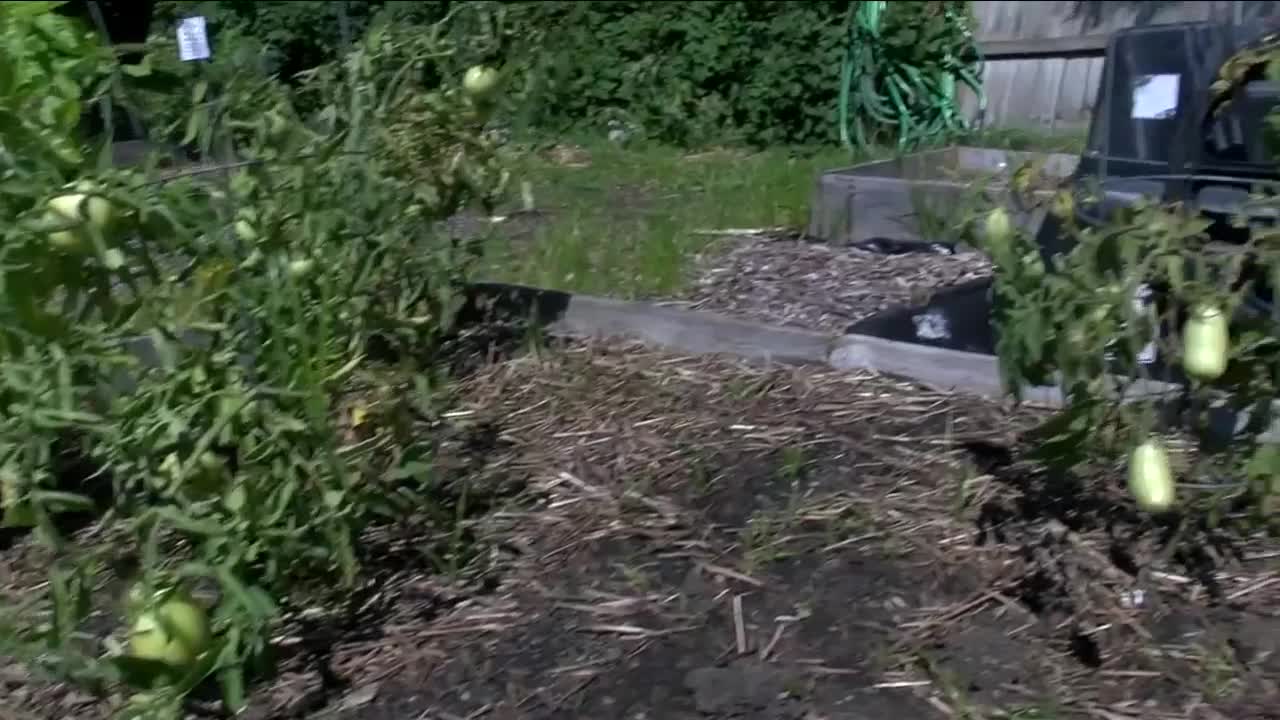 FeedMore's community garden provides fresh produce to those in need