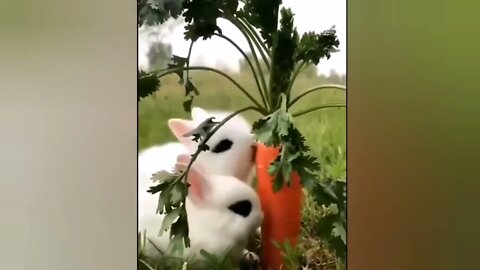 Funny videos of little bunnies 🐇 cute bunnies