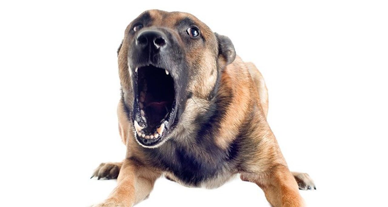 Quickly watch the Angry - Funny Dogs