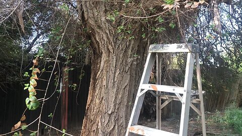 Largest tree hive to date
