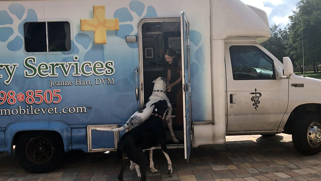 Great Danes actually love going to the vet
