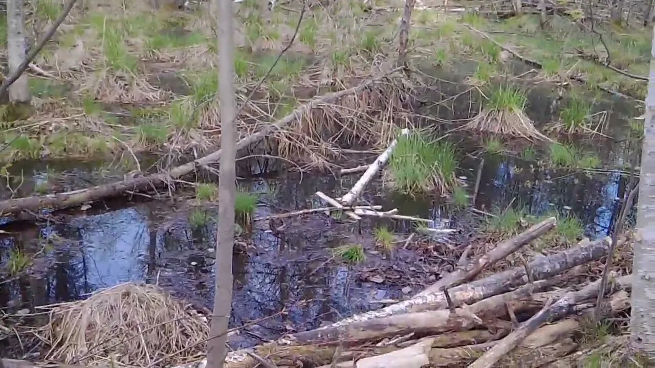 Season 2 Ep. 2 Stumbling around the forest