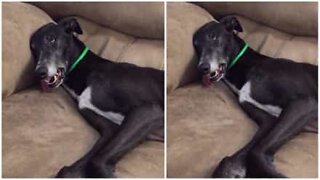 Cão fica ‘possuído’ após dormir