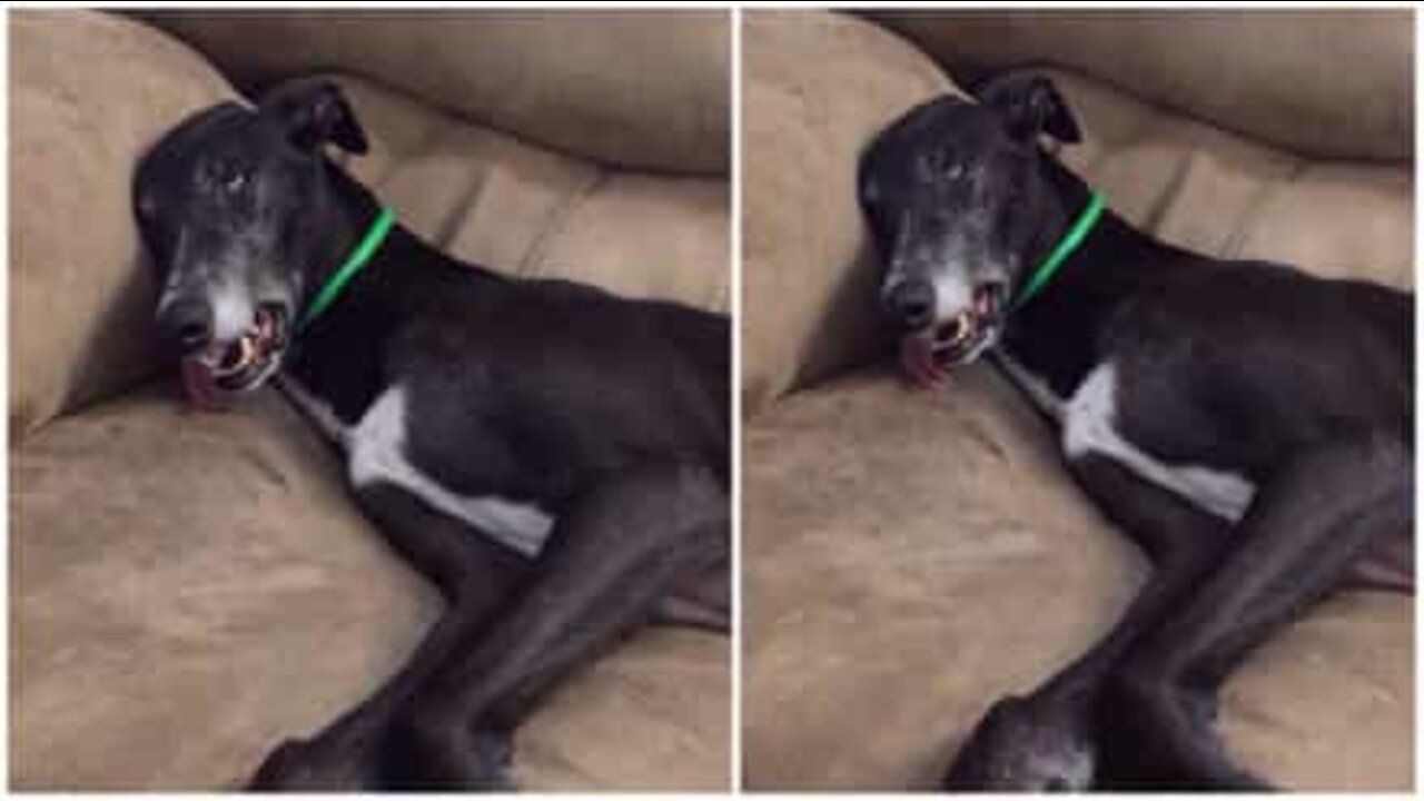 Cão fica ‘possuído’ após dormir