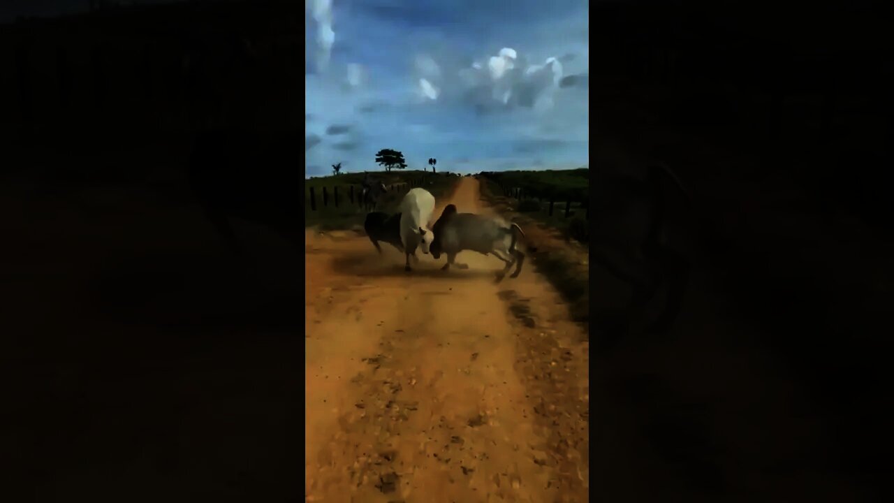 WWE between two Cows 😂 | #Shorts #Animals #Cow