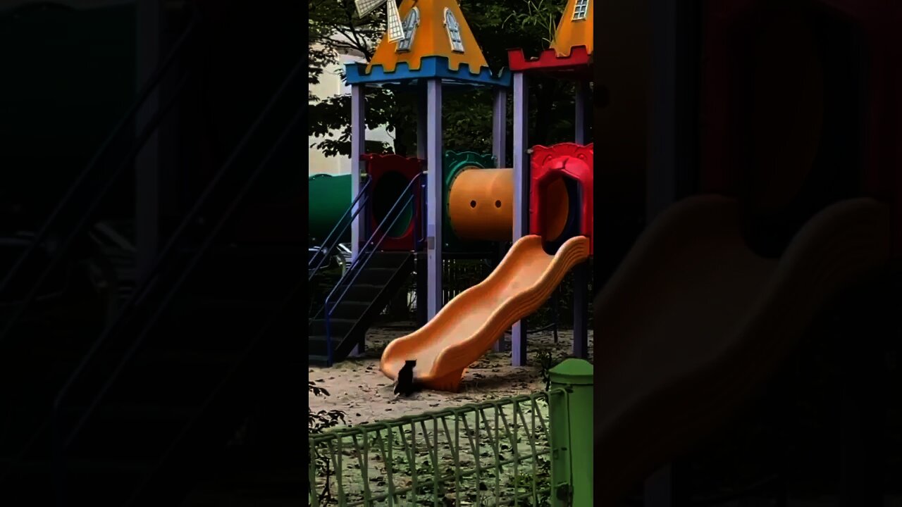 Funny cat playing