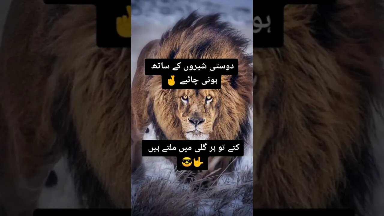 dosti shairo sy#status #status