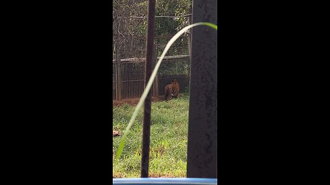Real lion