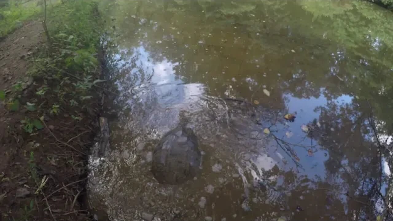 Mentioning turtle soup around turtles