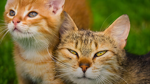 Cat Fight Day - Actions & Reactions - Try Not To Laugh..