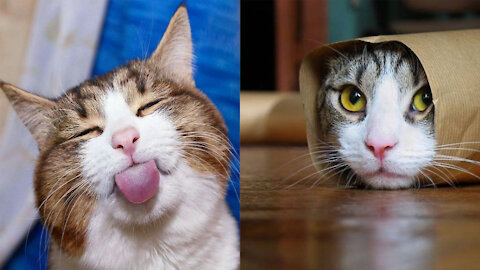 Funny Cat 😹 Short Videos Compilation - Don't try to hold back Laughter 😂