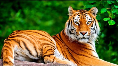 BEST MOMENTS OF ANIMAL CAUGHT IN CAMERA