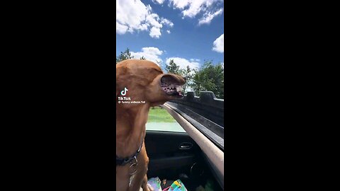 Funny Dog Fail: Watch as the Wind Blows the Dog's Mouth!