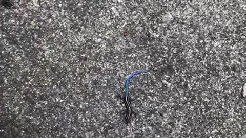 July 17, 2021 - A Tiny Skink in My Driveway