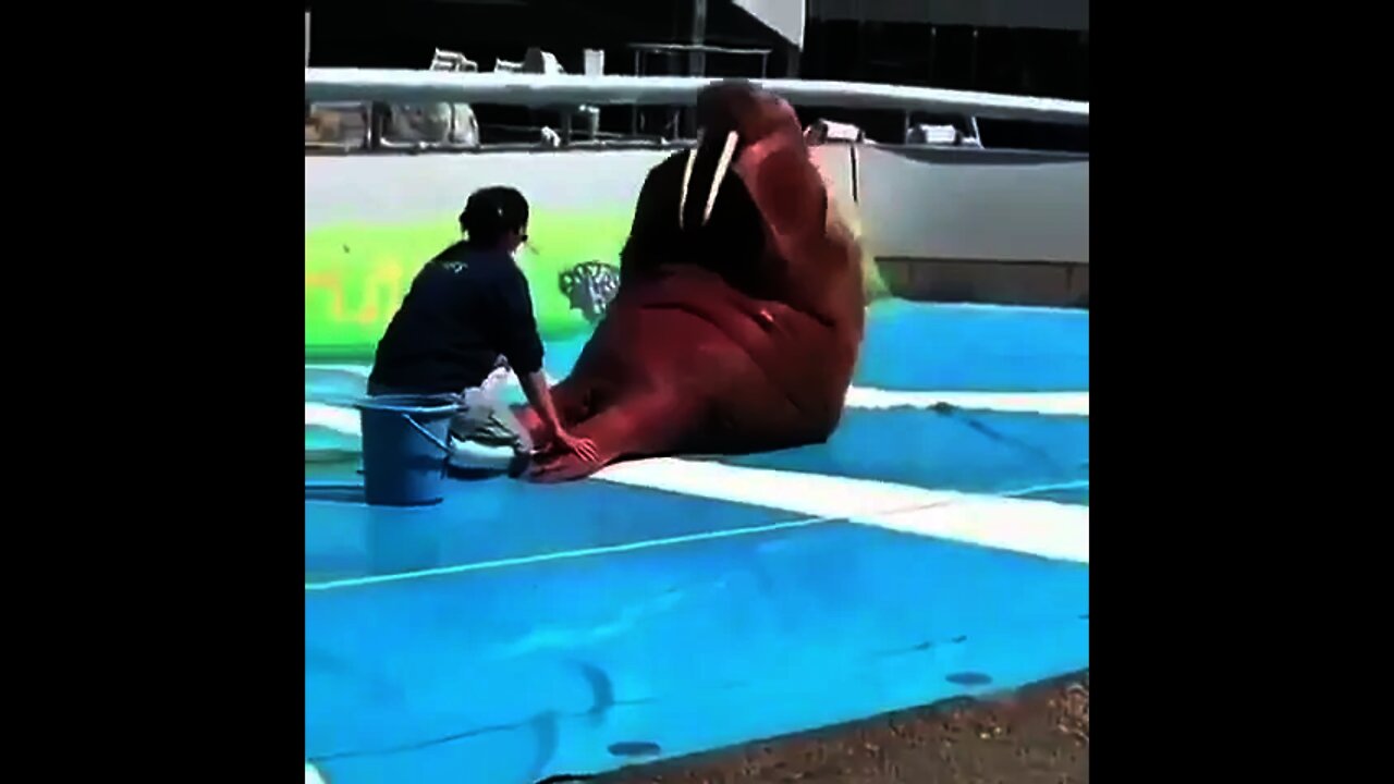 what that HHH #animals #viral #tiktok #fyp
