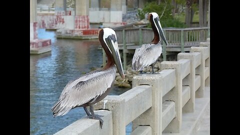 Cocoa Beach, Florida and surroundings. Slideshow.