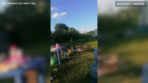 Une cigogne s'invite à un barbecue et se sert!