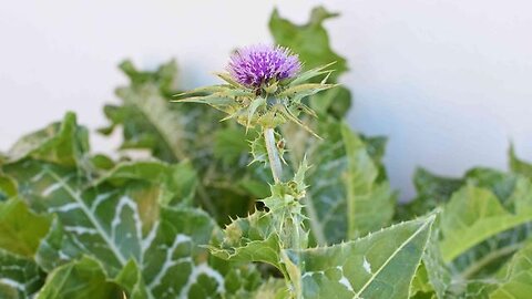 Milk Thistle