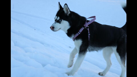 Siberian Husky Becomes Mommy[FIRST TIME!] ep1 week 8 of pregnancy!