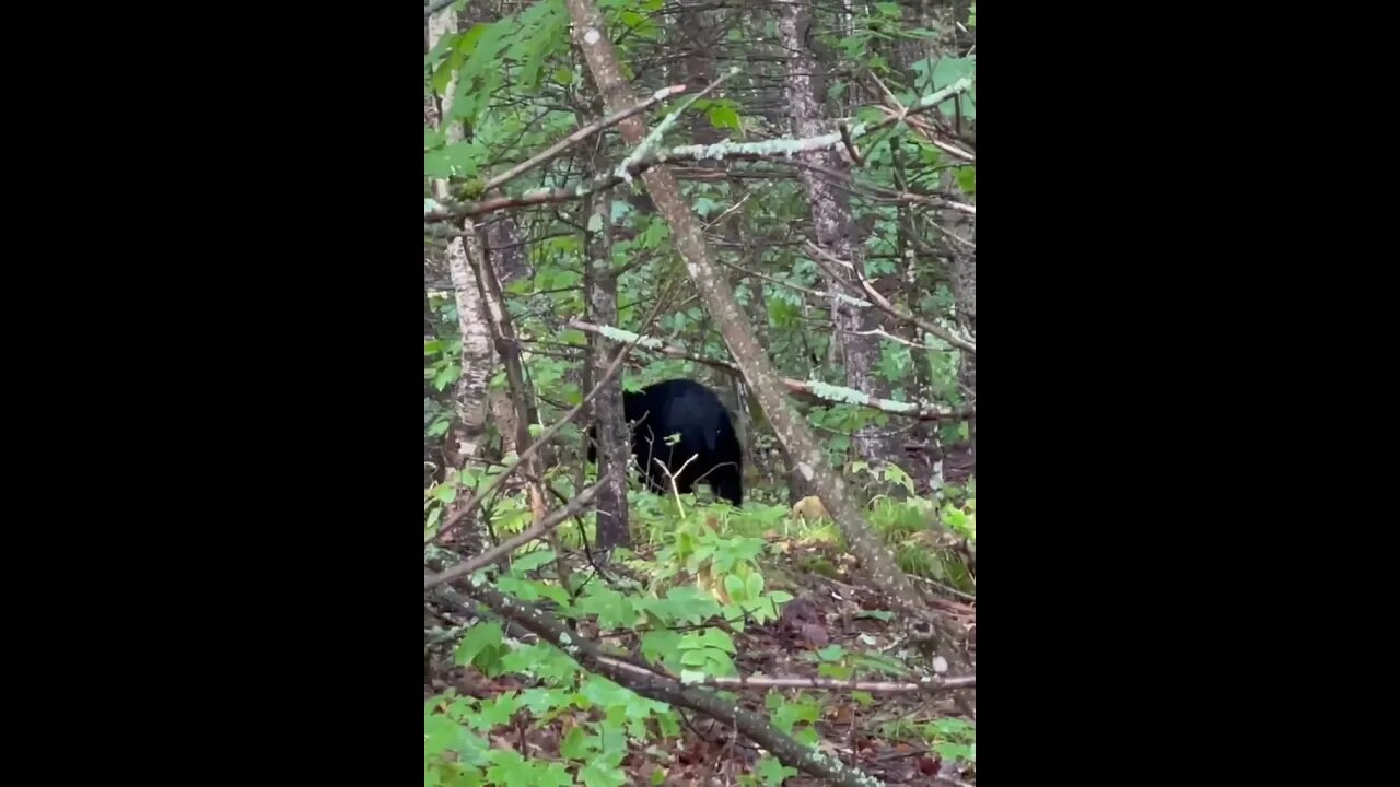 This bear gets way too close!