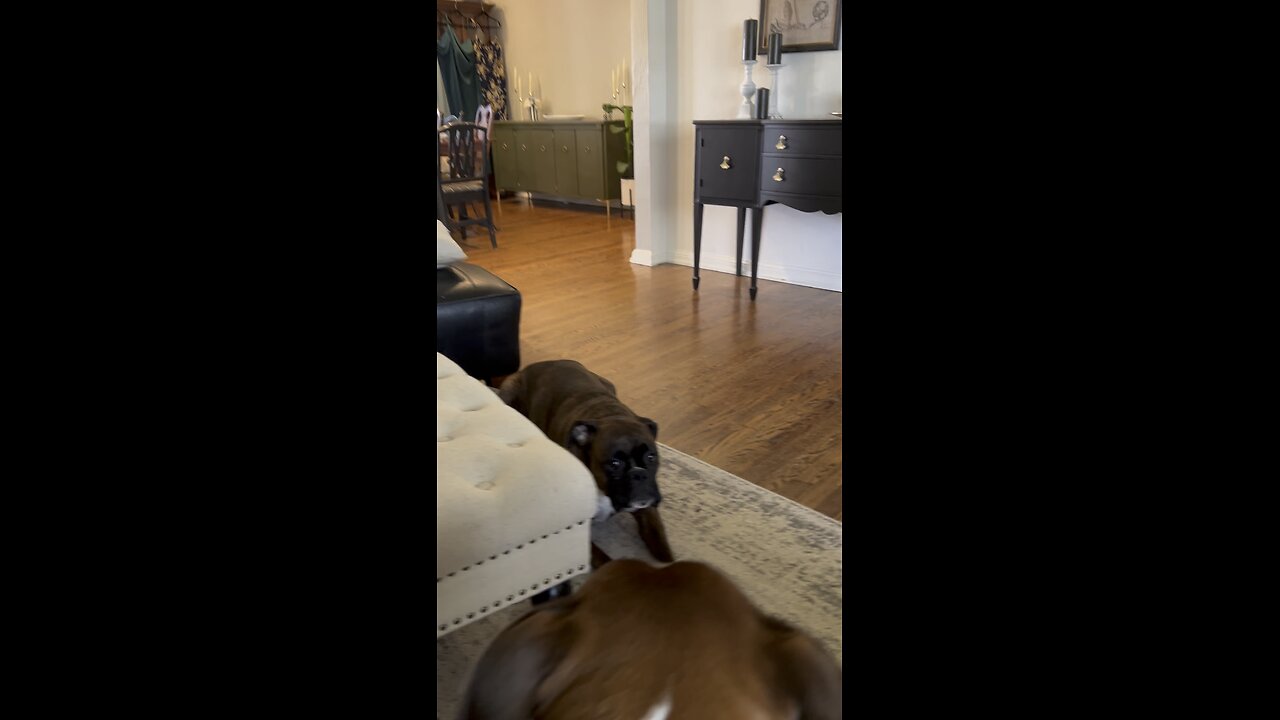 Goofy Boxers