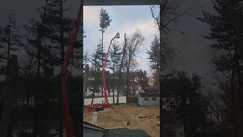 #Tree Removal - 2 Guys & a Saw